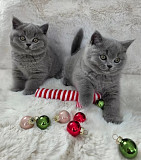 British Shorthair kittens available Висбаден