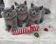 British Shorthair kittens available Висбаден