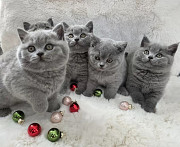 British Shorthair kittens available Висбаден