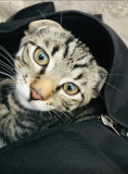 Кот вислоухый 4 месяца Сумы