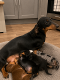Miniature Dachshund puppies Берлин