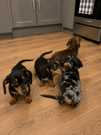 Miniature Dachshund puppies Берлин - изображение 1