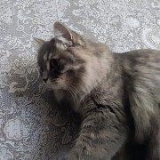 Отдам кота Полтава