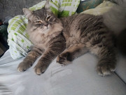 Отдам кота Полтава