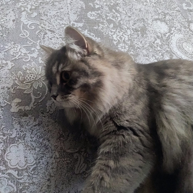 Отдам кота Полтава - зображення 1