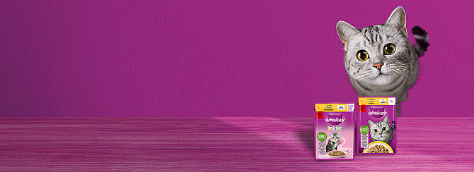 Gratis WHISKAS Junior Probe für Kätzchen Берлин - изображение 1