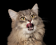 Zwei Gratis-Katzenfutterproben von Josera + 5 € Gutschein Гамбург