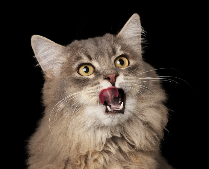 Zwei Gratis-Katzenfutterproben von Josera + 5 € Gutschein Гамбург - изображение 1