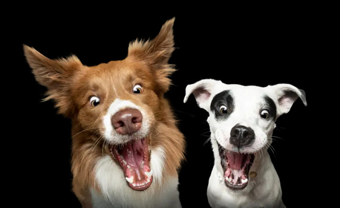 Zwei Gratis-Hundefutterproben von Josera + 5 € Gutschein Мюнхен - изображение 1
