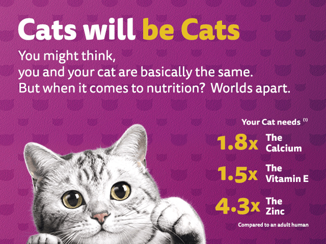 Free WHISKAS Wet Cat Food Sample from Whiskas India Mumbai – photo 1