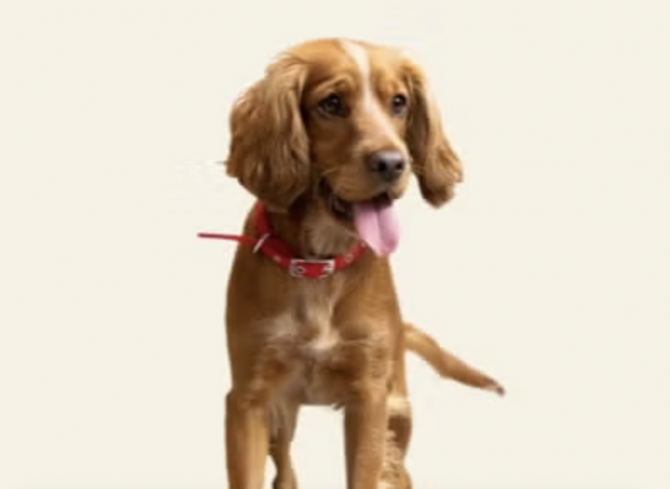 Free Puppy Leash from Purina Israel, Delivered to Your Home Тель-Авив - зображення 1