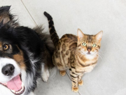 Free Wet Kitten Food Gift from Purina Israel, Delivered Home Иерусалим