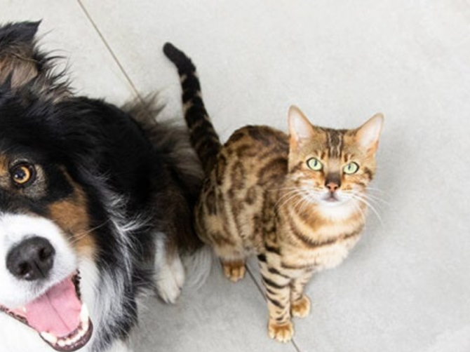 Free Wet Kitten Food Gift from Purina Israel, Delivered Home Иерусалим - изображение 1