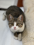 Кошечка, 6 месяцев, ищет дом!  Николаев